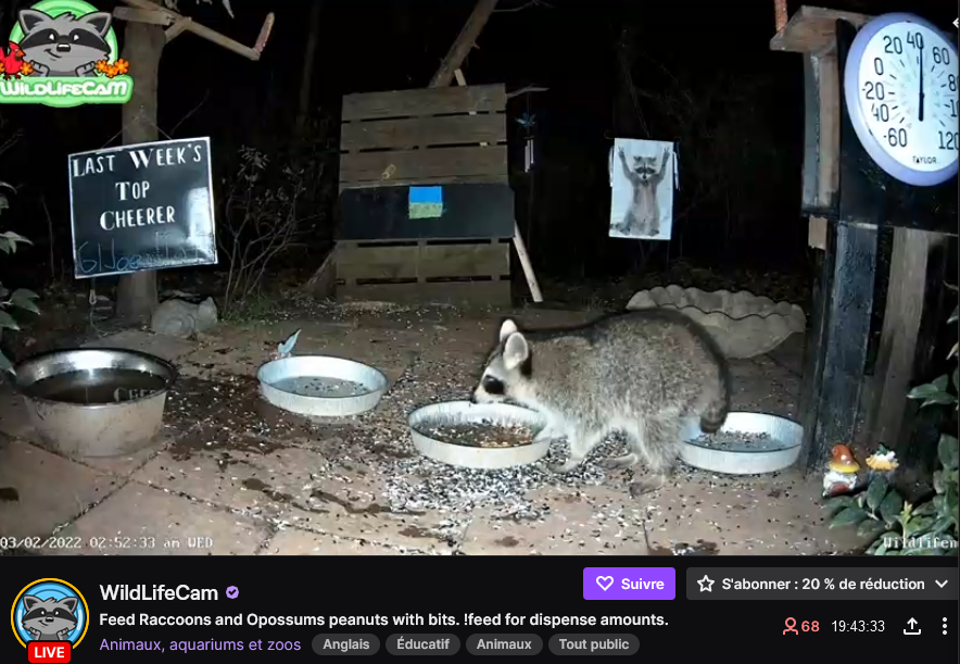 screenshot d'une vidéo satisfaisante d'un live twitch avec un raton laveur qui mange 